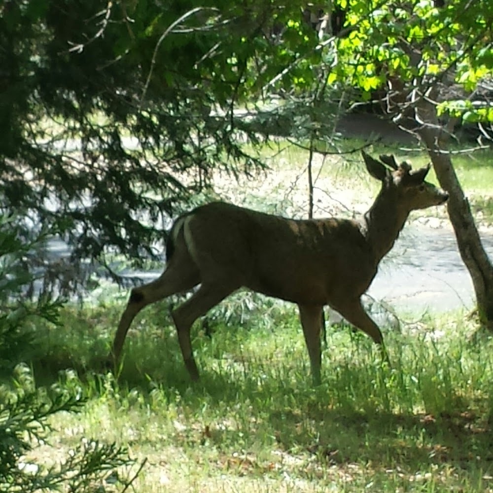Meet your Posher, Isabel